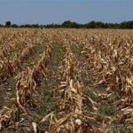 Severe Drought Hits U.S. Agriculture, Driving Up Food Prices