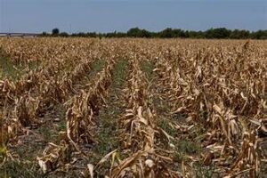Severe Drought Hits U.S. Agriculture, Driving Up Food&hellip;