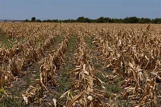 Severe Drought Hits U.S. Agriculture,…