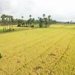 Andhra Pradesh Adopts Dry Sowing Strategy to Tackle Weak Monsoon Risk