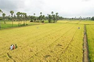 Andhra Pradesh Adopts Dry Sowing Strategy to Tackle&hellip;