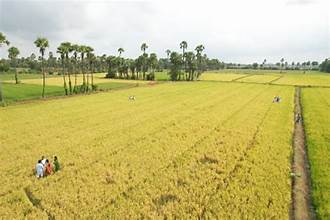 Andhra Pradesh Adopts Dry Sowing Strategy to Tackle Weak Monsoon Risk