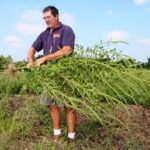 New Herbicide to Fight “Superweeds” Offers Hope to Farmers