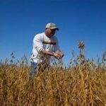 US Soybean Farmers Struggle Amid Trade Pressures and Rising Costs