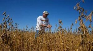 US Soybean Farmers Struggle Amid Trade Pressures and&hellip;