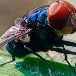 $750 Million Facility in Texas to Combat Deadly Livestock Parasite