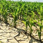 Extreme Heat Threatens Global Food Systems, Warns UN Report