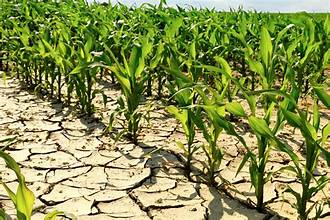 Extreme Heat Threatens Global Food Systems, Warns UN Report