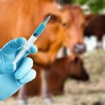Russia Restructures Vaccine Production System After Cattle Disease Outbreak in Novosibirsk