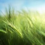 UK Approves First Gene-Edited Barley, Marking Major Breakthrough for Precision Breeding