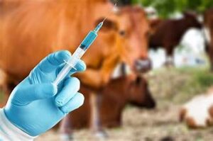 Russia Restructures Vaccine Production System After Cattle Disease&hellip;