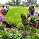 India’s Summer Rice Area Shrinks as Farmers Shift to Pulses and Oilseeds