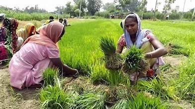 India’s Summer Rice Area Shrinks as Farmers Shift…