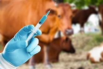 Russia Restructures Vaccine Production System After Cattle Disease…