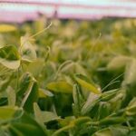 FAO Warns of Rising Food Security Risks as Trade Disruptions Hit Global Commodity Flows