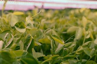 Commercial-Scale Breakthrough Achieved in Vitamin B12-Fortified Pea Shoots Using Advanced Aeroponics