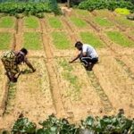 Indian Agriculture Faces Serious Heatwave Risks, Warns UN Report