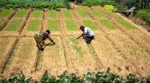 Indian Agriculture Faces Serious Heatwave Risks, Warns UN&hellip;
