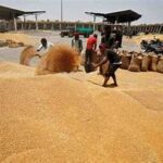 India Expands Wheat Exports, Strengthening Global Market Position