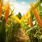 Argentina Raises Corn Production Forecast on Strong Crop Outlook