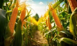 Argentina Raises Corn Production Forecast on Strong Crop&hellip;