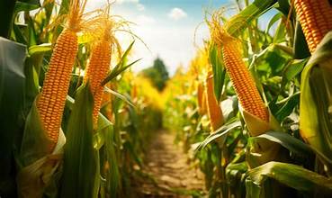 Argentina Raises Corn Production Forecast on Strong Crop Outlook