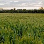 Australia’s Farmers Shift Cropping Patterns Amid Climate and Market Pressures