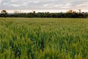 Australia’s Farmers Shift Cropping Patterns Amid Climate and&hellip;