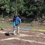 Global Survey Launched to Assess Impact of EU Organic and Deforestation Rules on Smallholder Farmers