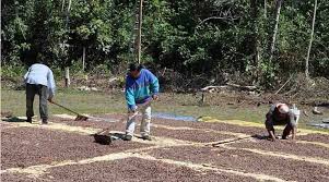 Global Survey Launched to Assess Impact of EU Organic and Deforestation Rules on Smallholder Farmers