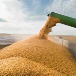 Ukraine Cuts Crop Estimates, Raising Concerns Over Global Grain Supply