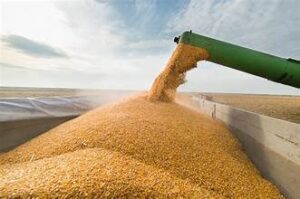 Ukraine Cuts Crop Estimates, Raising Concerns Over Global&hellip;