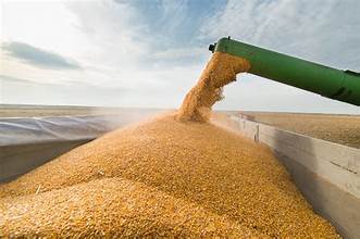 Ukraine Cuts Crop Estimates, Raising Concerns Over Global Grain Supply