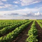 India Urged to Reform Agriculture Policies Amid Rising Global Tensions