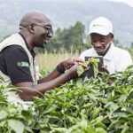 Kenya’s BRAINS Project Boosts Agri-Innovation and Farmer Incomes