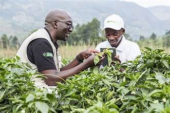 Kenya’s BRAINS Project Boosts Agri-Innovation and Farmer Incomes