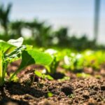 Syngenta Launches VIRESTINAâ„¢ Herbicide to Combat Resistant Weeds Globally