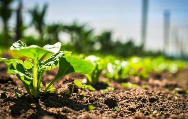 Syngenta Launches VIRESTINAâ„¢ Herbicide to Combat Resistant Weeds…