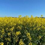 Australia’s Canola Output Set to Drop Nearly 19% Amid Rising Input Costs