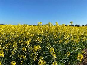 Australia’s Canola Output Set to Drop Nearly 19%…