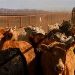 U.S. Invests $750 Million to Protect Livestock from Deadly Parasite