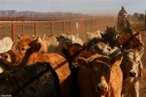 U.S. Invests $750 Million to Protect Livestock from&hellip;