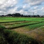 Global Farming Systems ‘Pushed to the Brink’ by Extreme Climate Events