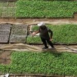 FAO Expands Cash Assistance Program for Gaza Farmers, Calls for Eased Input Imports to Revive Local Agriculture