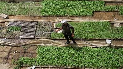 FAO Expands Cash Assistance Program for Gaza Farmers, Calls for Eased Input Imports to Revive Local Agriculture