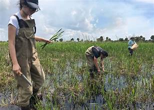 Agricultural Expansion Into Grasslands and Wetlands Accelerates, Threatening Carbon Sinks and Biodiversity