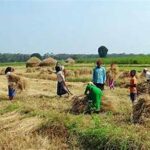 India’s Summer Crop Area Expands Beyond 64 Lakh Hectares, Boosting Output Outlook