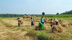 India’s Summer Crop Area Expands Beyond 64 Lakh&hellip;