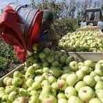 Russia Boosts Agricultural Self-Sufficiency with Focus on Technological Independence