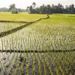 Global Rice Supply Under Threat as War and Weather Risks Intensify